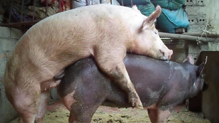Распутные зоофили трахаются со свиньями в зоо порно видео